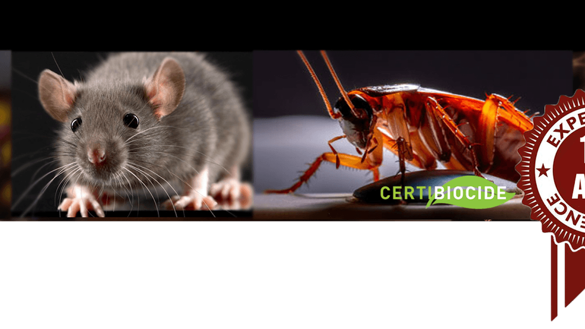 SF3D — désinsectisation et dératisation à Tours