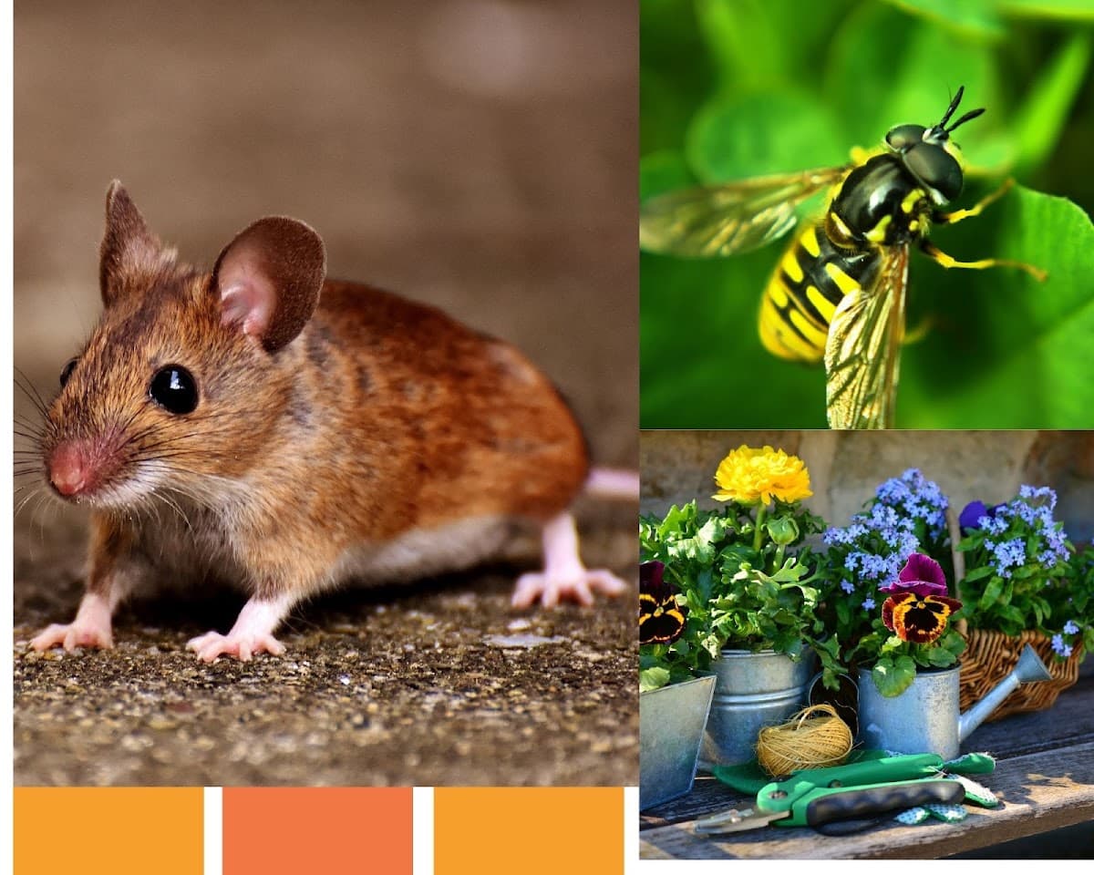 LA SOURIS VERTE