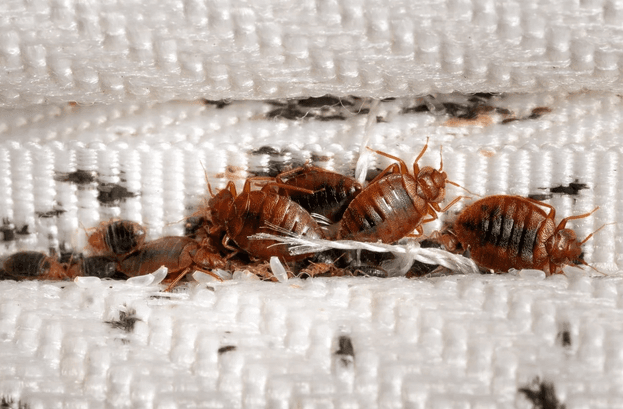 Teradic nuisibles