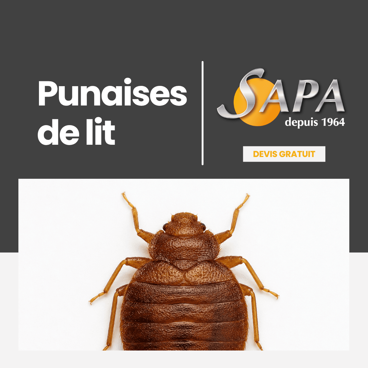 SAPA 64-Traitement Bois Termites