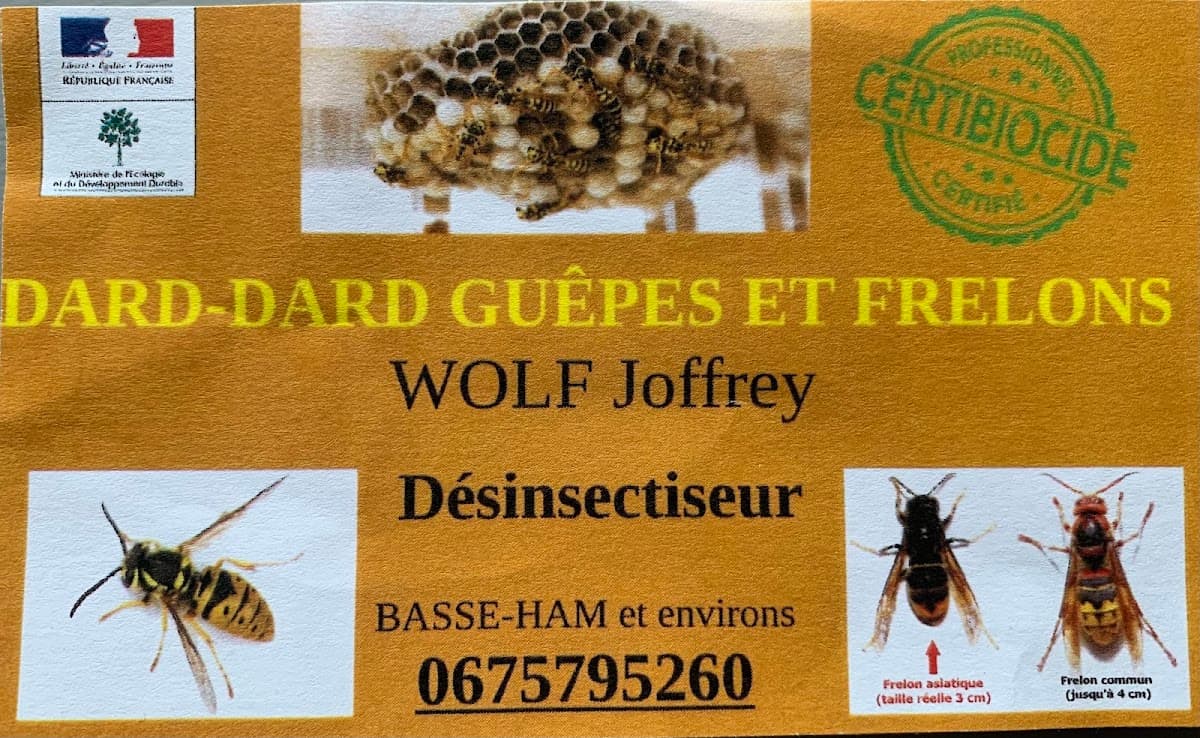 Dard Dard Guêpes et frelons