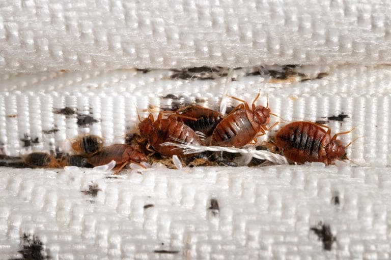 ProNet’Hygiene — désinsectisation et dératisation à Marseille