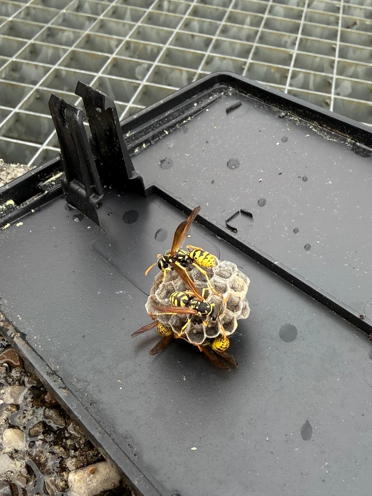 Pest Wars 4D