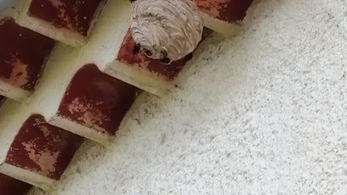3D Nuisibles Multiservices | Dératisation - Désinfection - Désinsectisation | Débarras