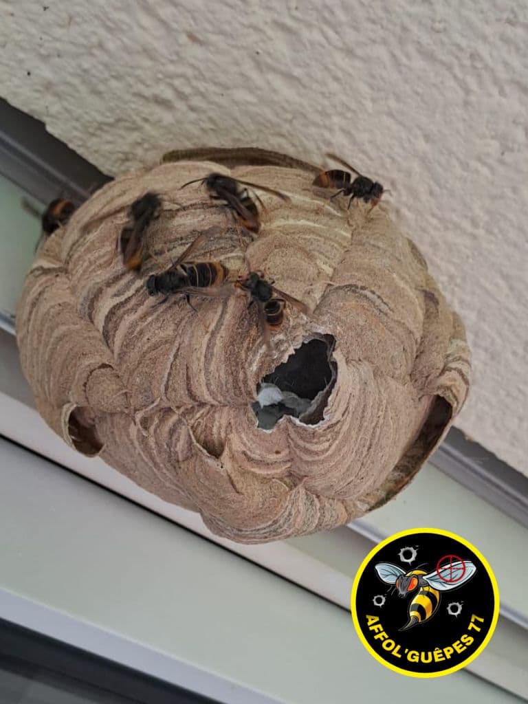 AFFOL’GUÊPES 77